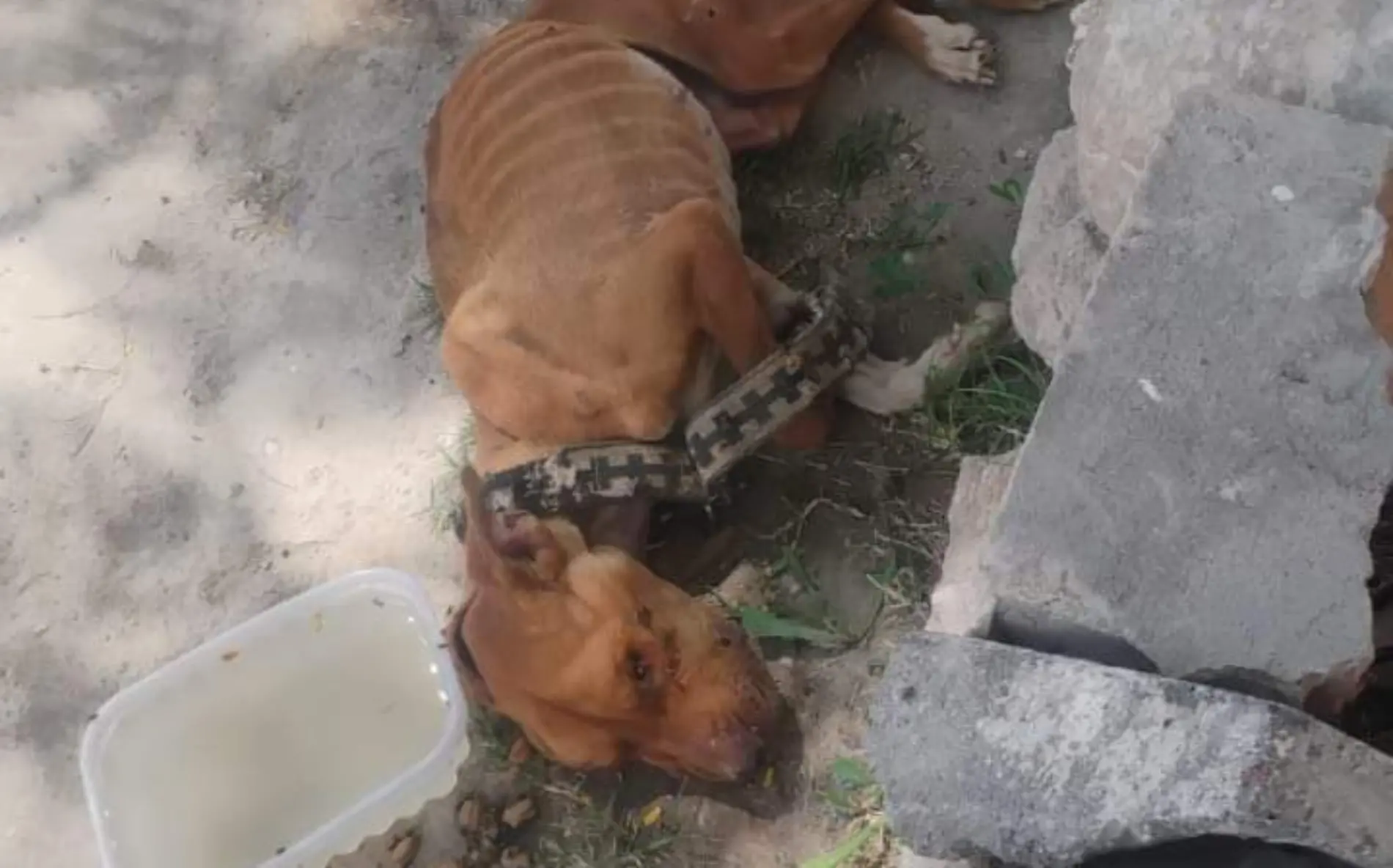 perrito abandonado en Soledad